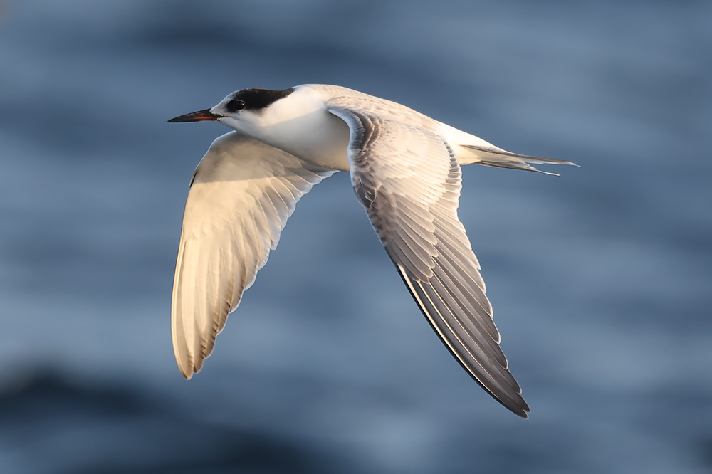 Common tern